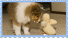 sheltie puppy looking at a duck stuffie